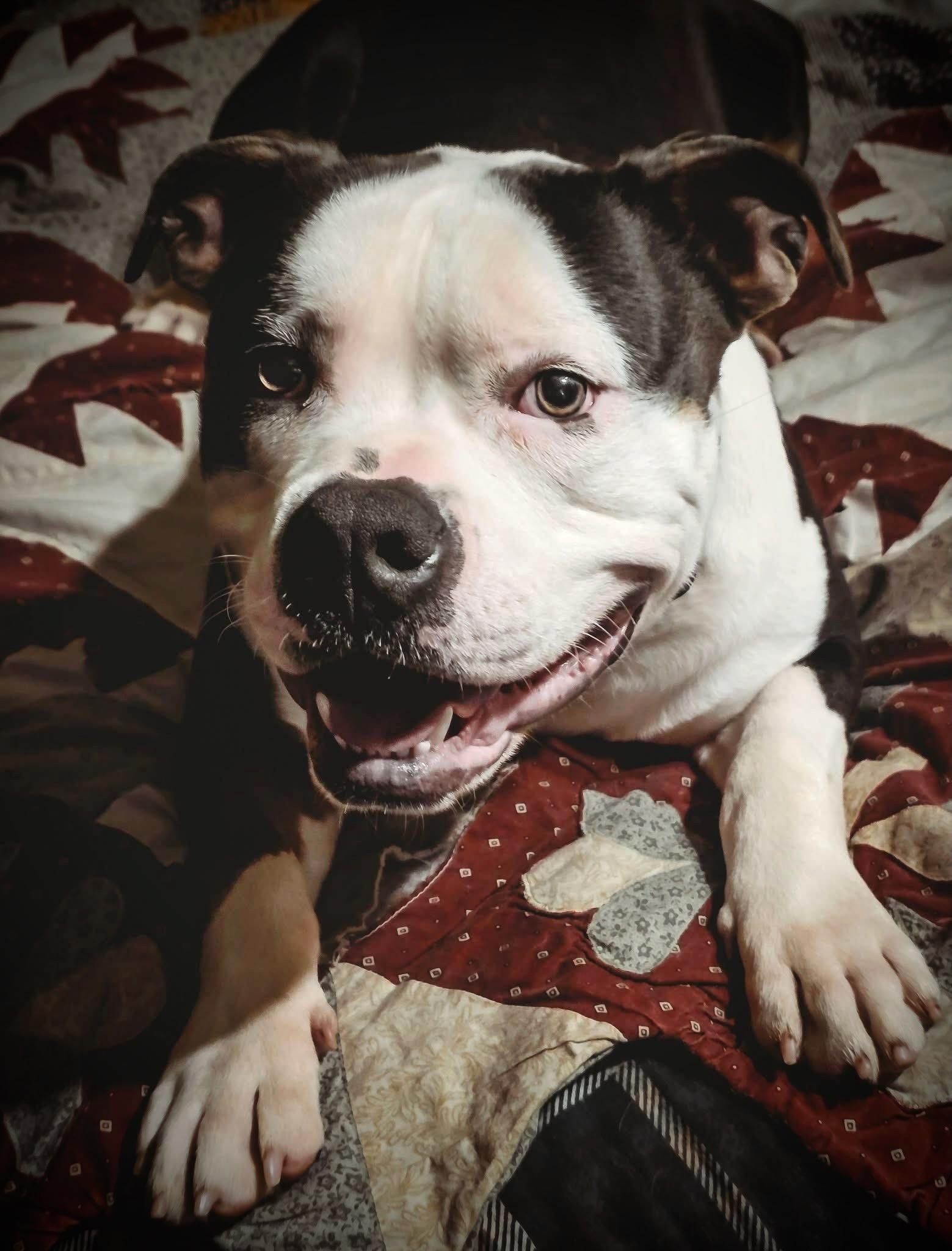 Chunk, ADOPTABLE, Young Male American Bully.