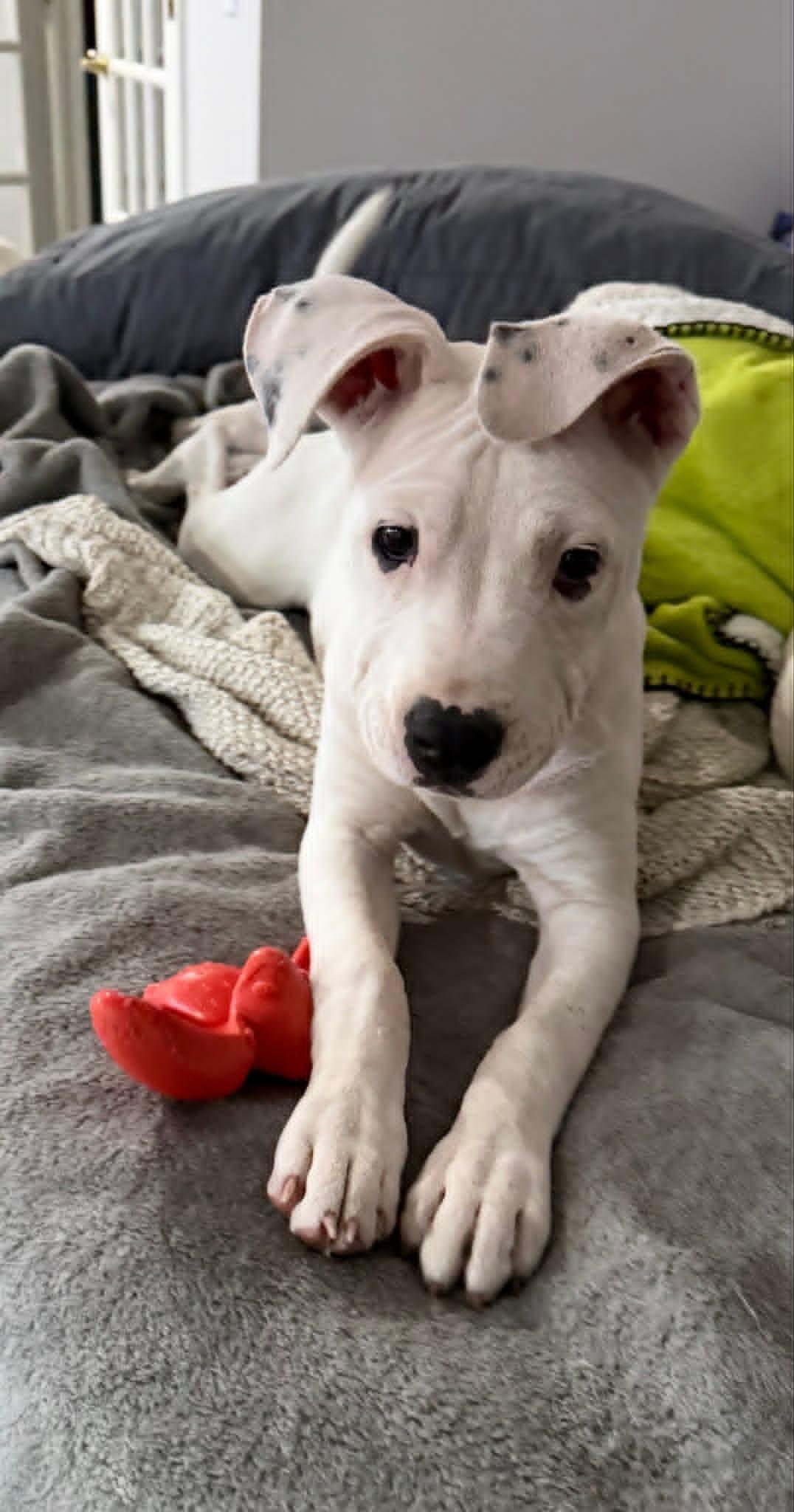 Finnegan, a ADOPTABLE mixed breed in Pleasant Ridge, MI image 4/6