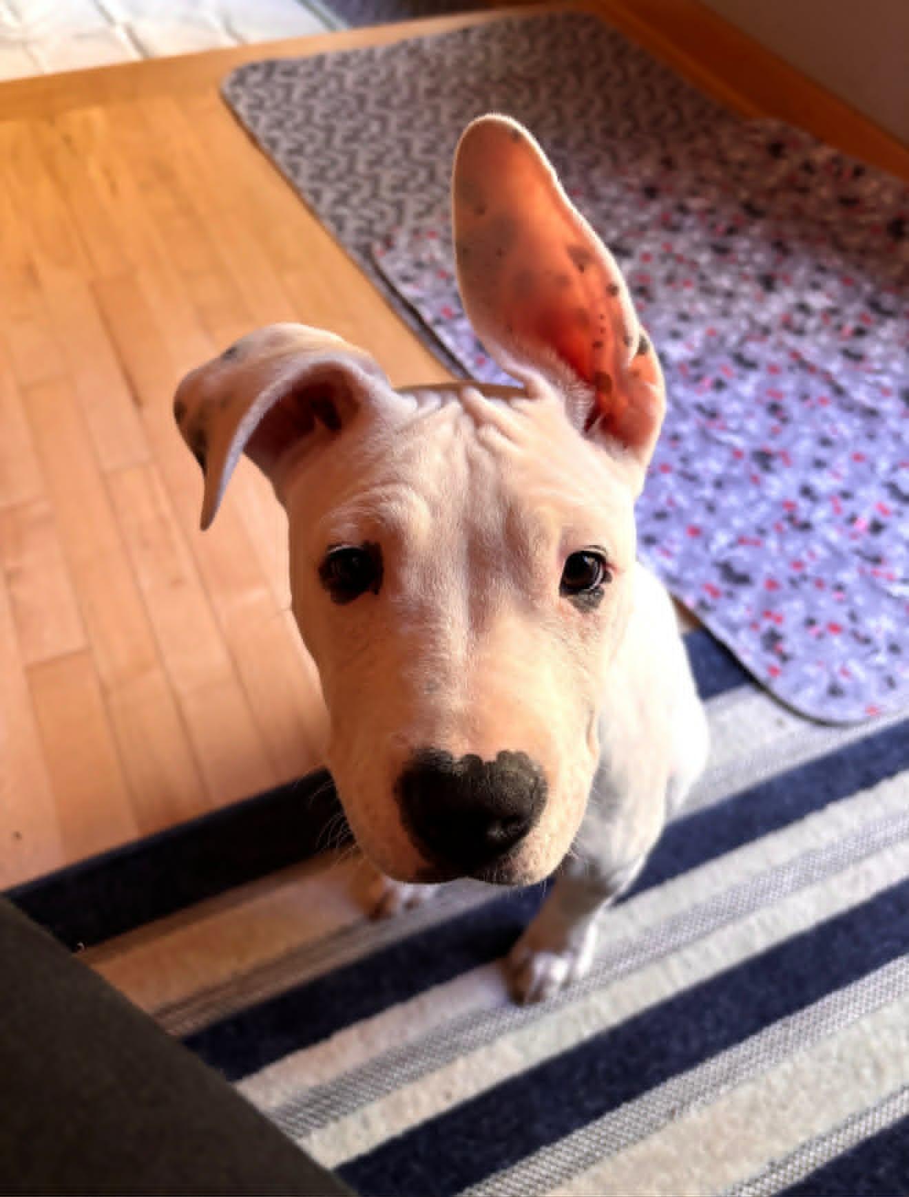 Finnegan, a ADOPTABLE mixed breed in Pleasant Ridge, MI image 2/6