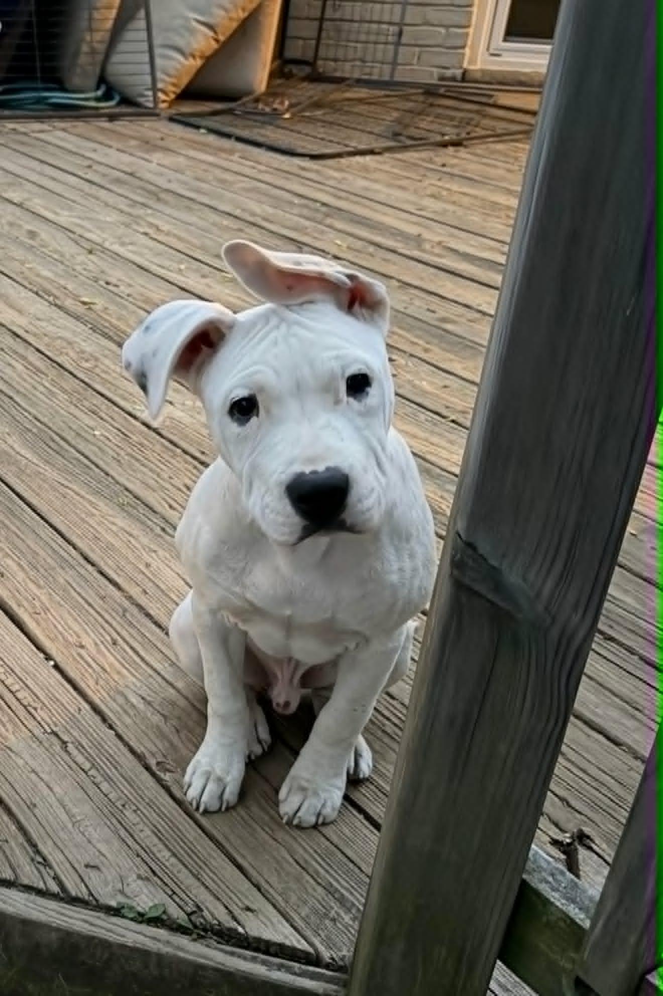 Finnegan, a ADOPTABLE mixed breed in Pleasant Ridge, MI image 6/6