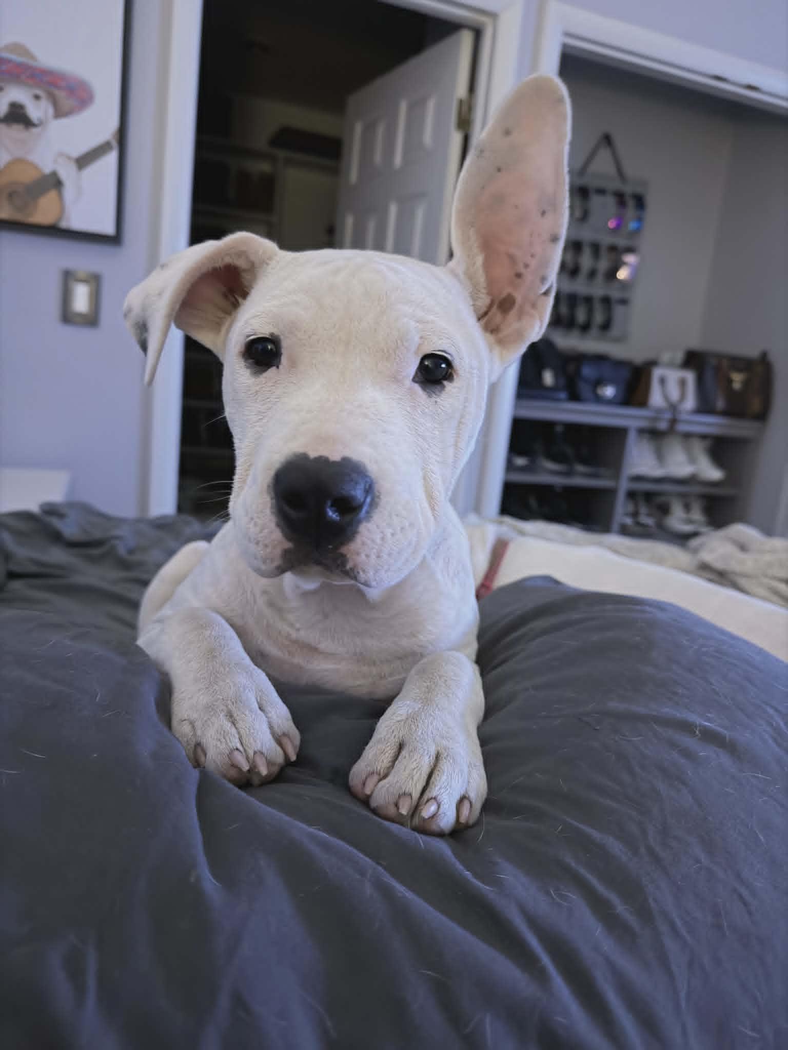 Finnegan, ADOPTABLE, Puppy Male Mixed Breed & American Staffordshire Terrier.