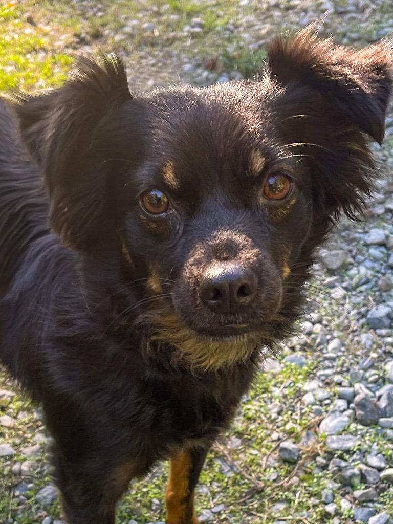 Mila, Adoptable, Adult Female Mixed Breed.
