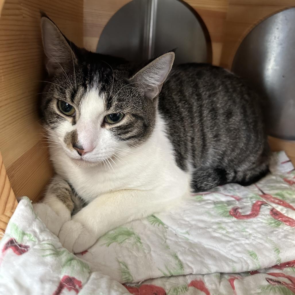 MooMoo, Adoptable, Young Male Domestic Medium Hair.
