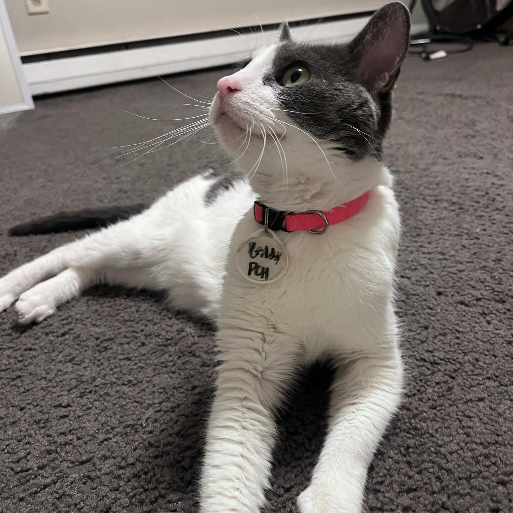 Gilda, Adoptable, Senior Female Domestic Short Hair.