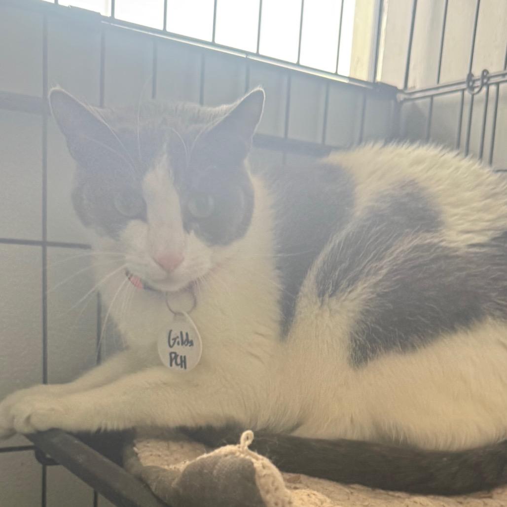 Enlarge Gilda, a Adoptable Domestic Short Hair in Normal, IL image 1/2