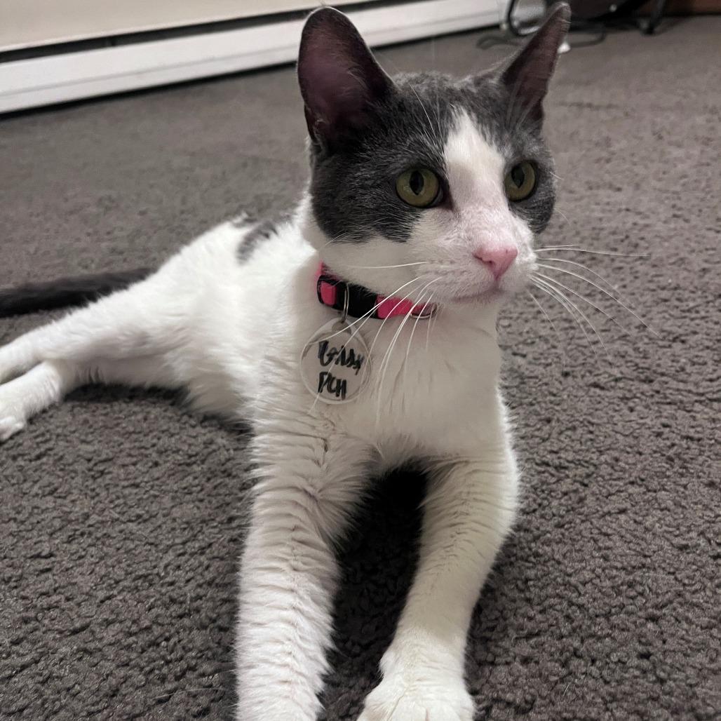 Enlarge Gilda, a Adoptable Domestic Short Hair in Normal, IL image 2/6