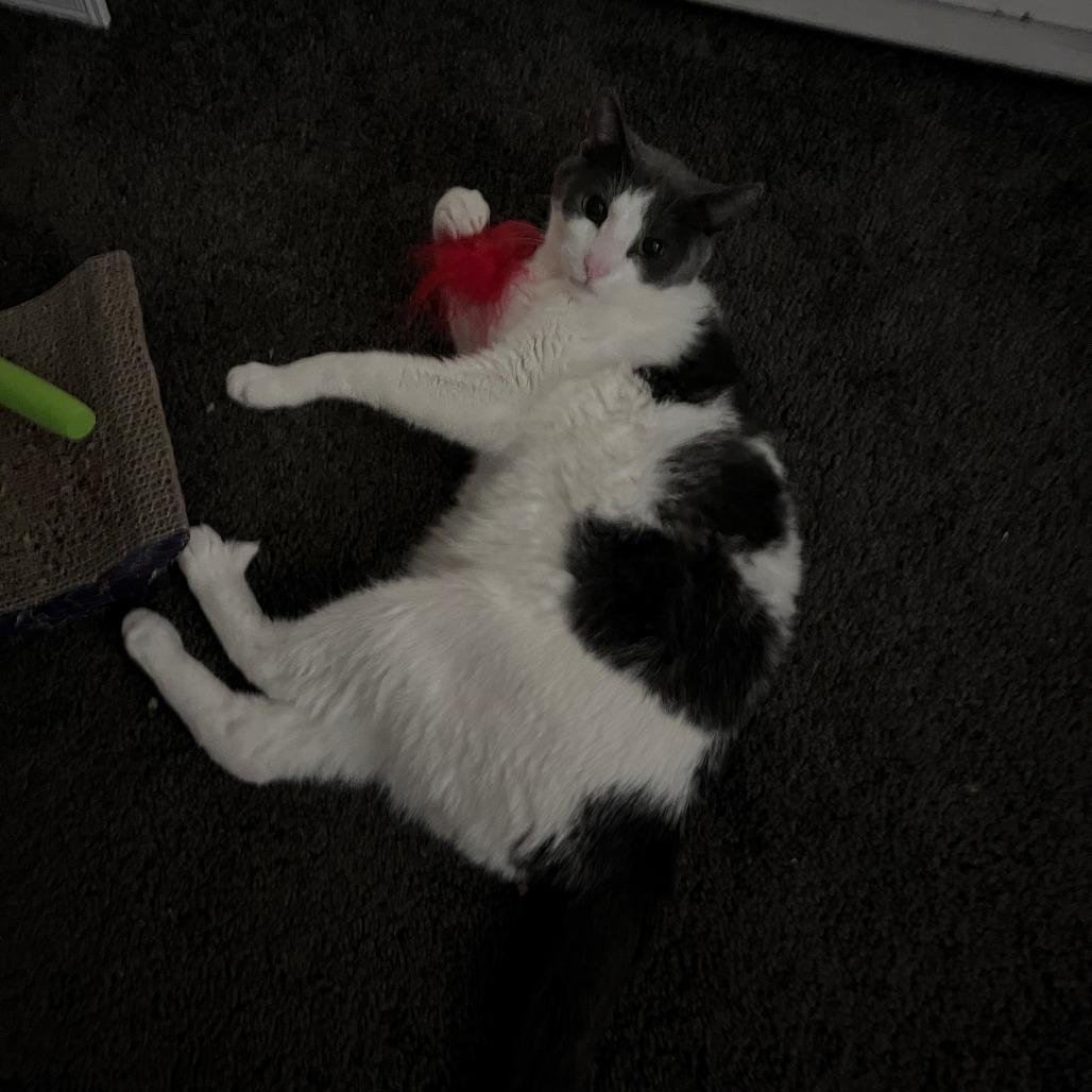 Gilda, a Adoptable Domestic Short Hair in Normal, IL image 3/6