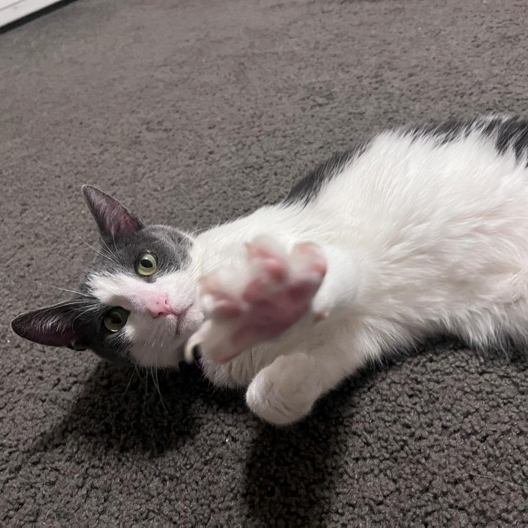 Enlarge Gilda, a Adoptable Domestic Short Hair in Normal, IL image 3/6