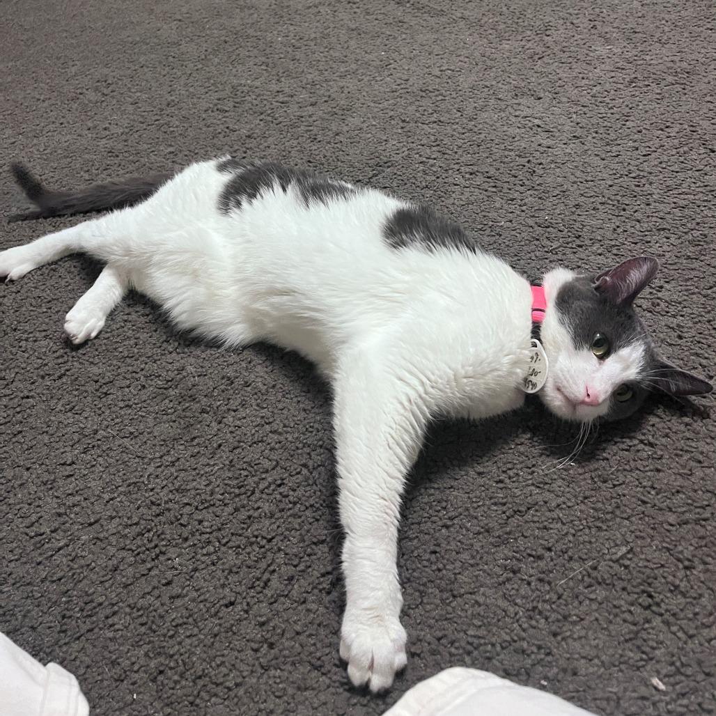 Enlarge Gilda, a Adoptable Domestic Short Hair in Normal, IL image 4/6