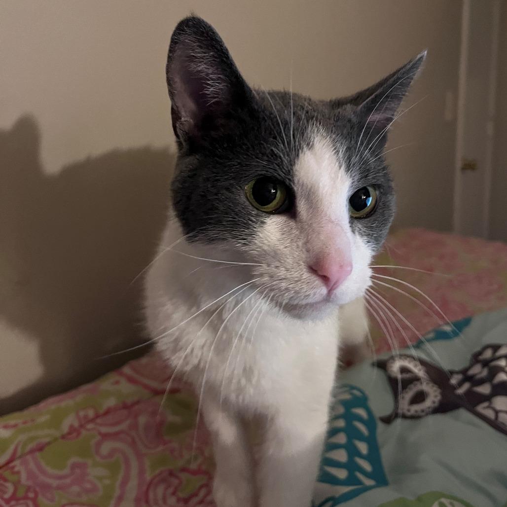 Enlarge Gilda, a Adoptable Domestic Short Hair in Normal, IL image 5/6