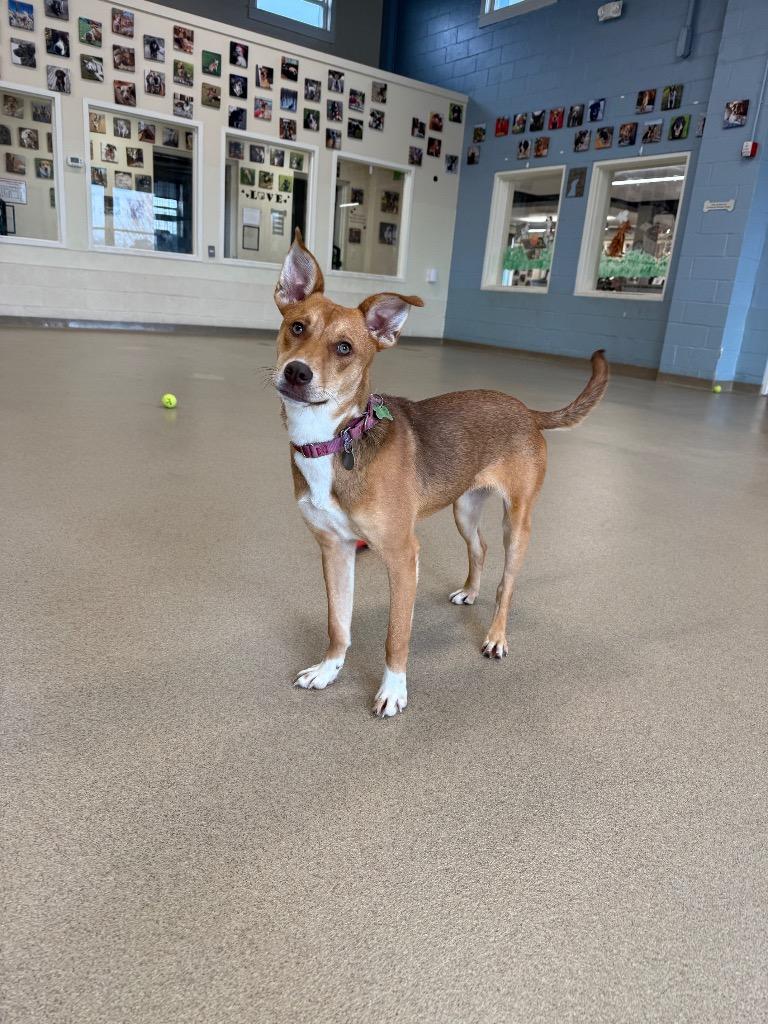 Red, Adoptable, Puppy Female Australian Shepherd.