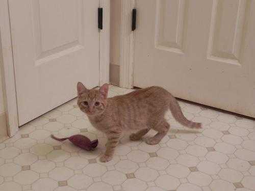 Casey, Adoptable, Adult Male Domestic Short Hair.