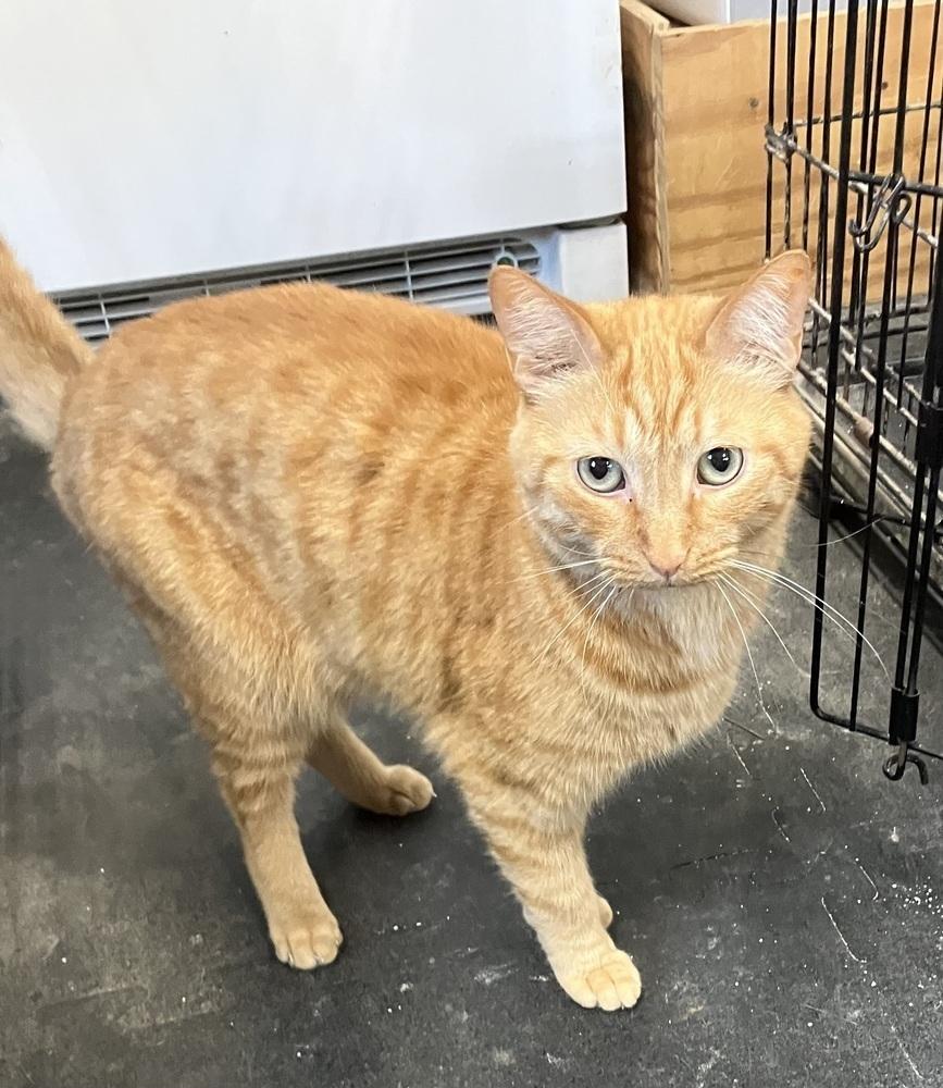 Enlarge Casey, a Adoptable Domestic Short Hair in Fayetteville, TN image 2/4