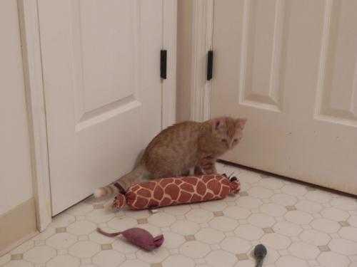 Enlarge Casey, a Adoptable Domestic Short Hair in Fayetteville, TN image 3/4