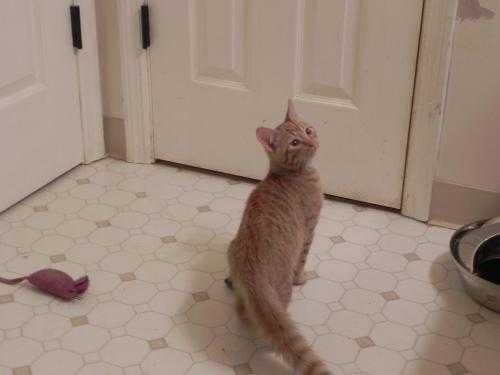 Enlarge Casey, a Adoptable Domestic Short Hair in Fayetteville, TN image 4/4