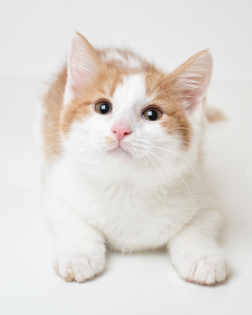 Enlarge Timmy, a Adopted mixed breed in Boone, IA image 1/1