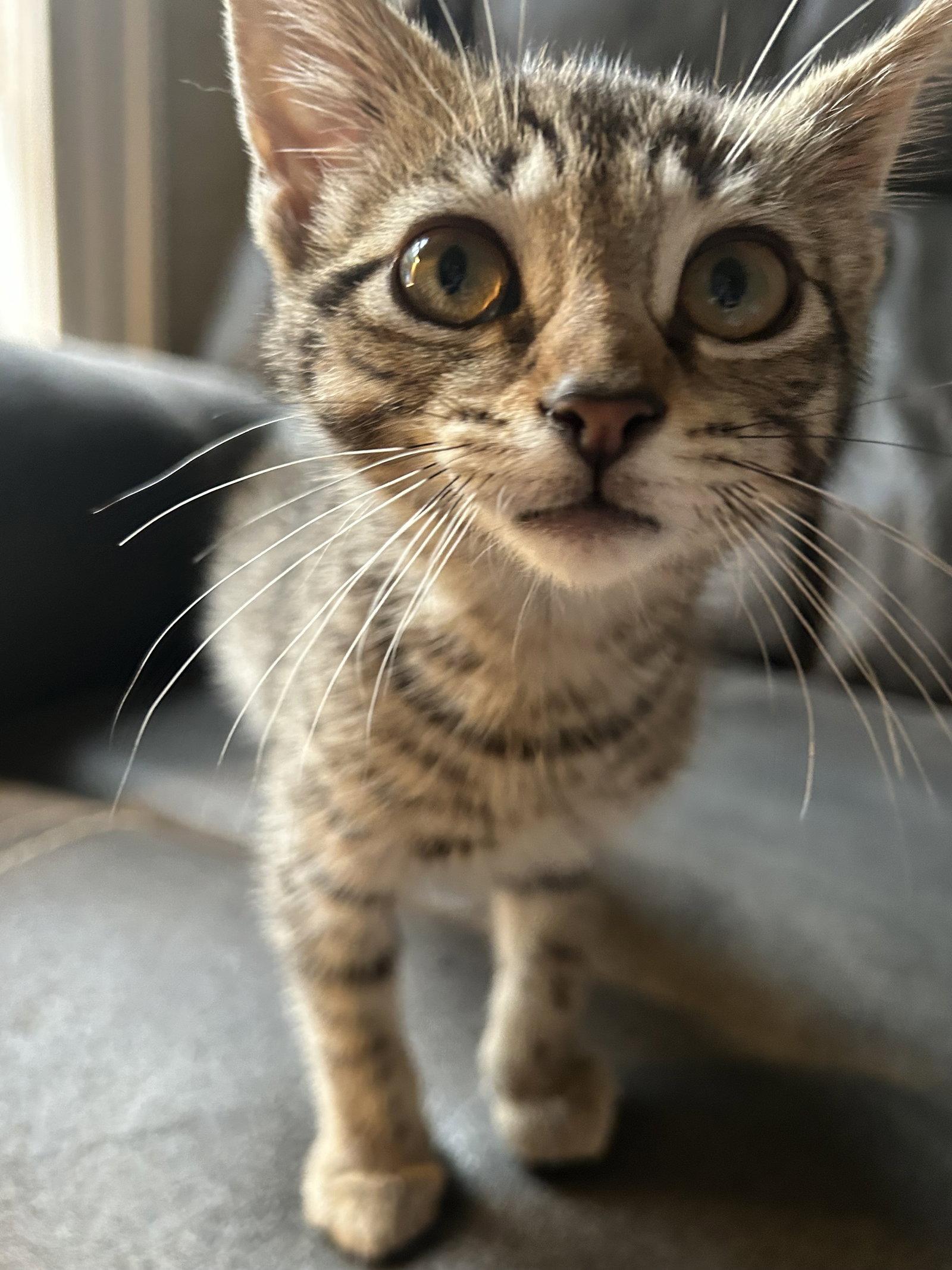 Monster Truck KITTEN, Adopted, Kitten Male Domestic Short Hair.