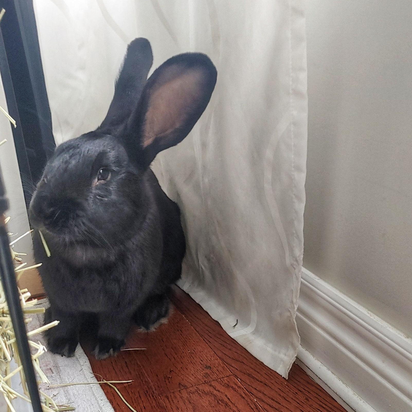 Theodore, Adoptable, Adult Male Flemish Giant.