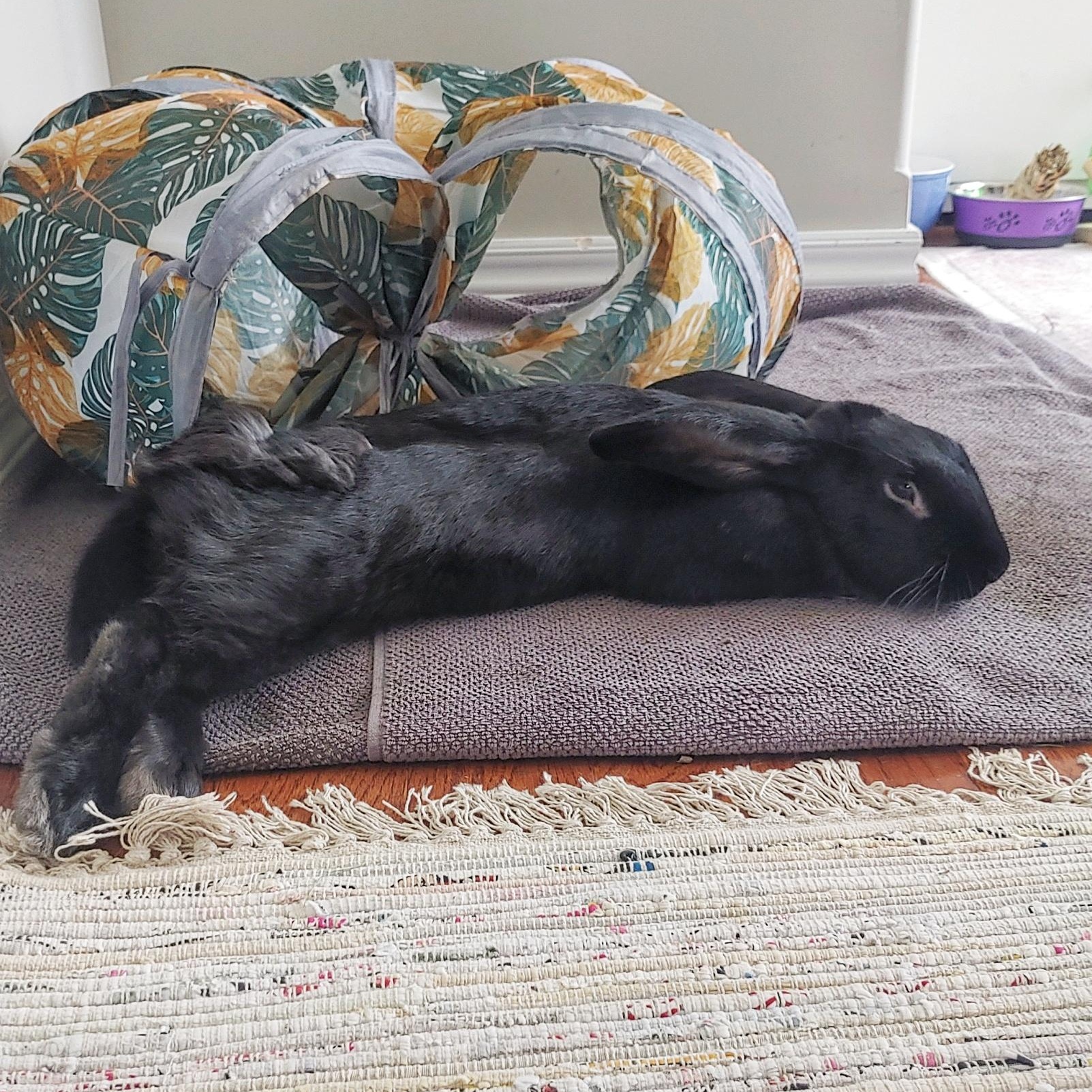 Theodore, a Adoptable Flemish Giant in Cambridge, ON image 2/6