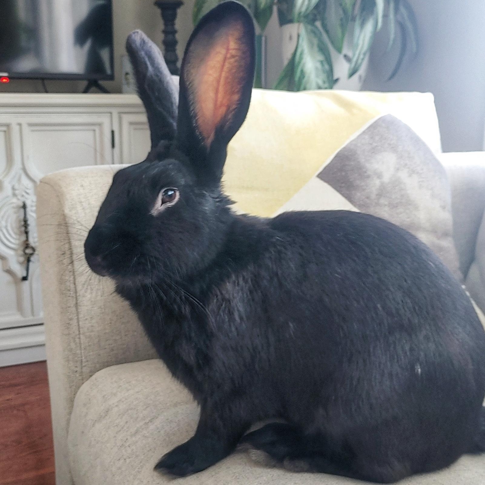 Theodore, a Adoptable Flemish Giant in Cambridge, ON image 3/6