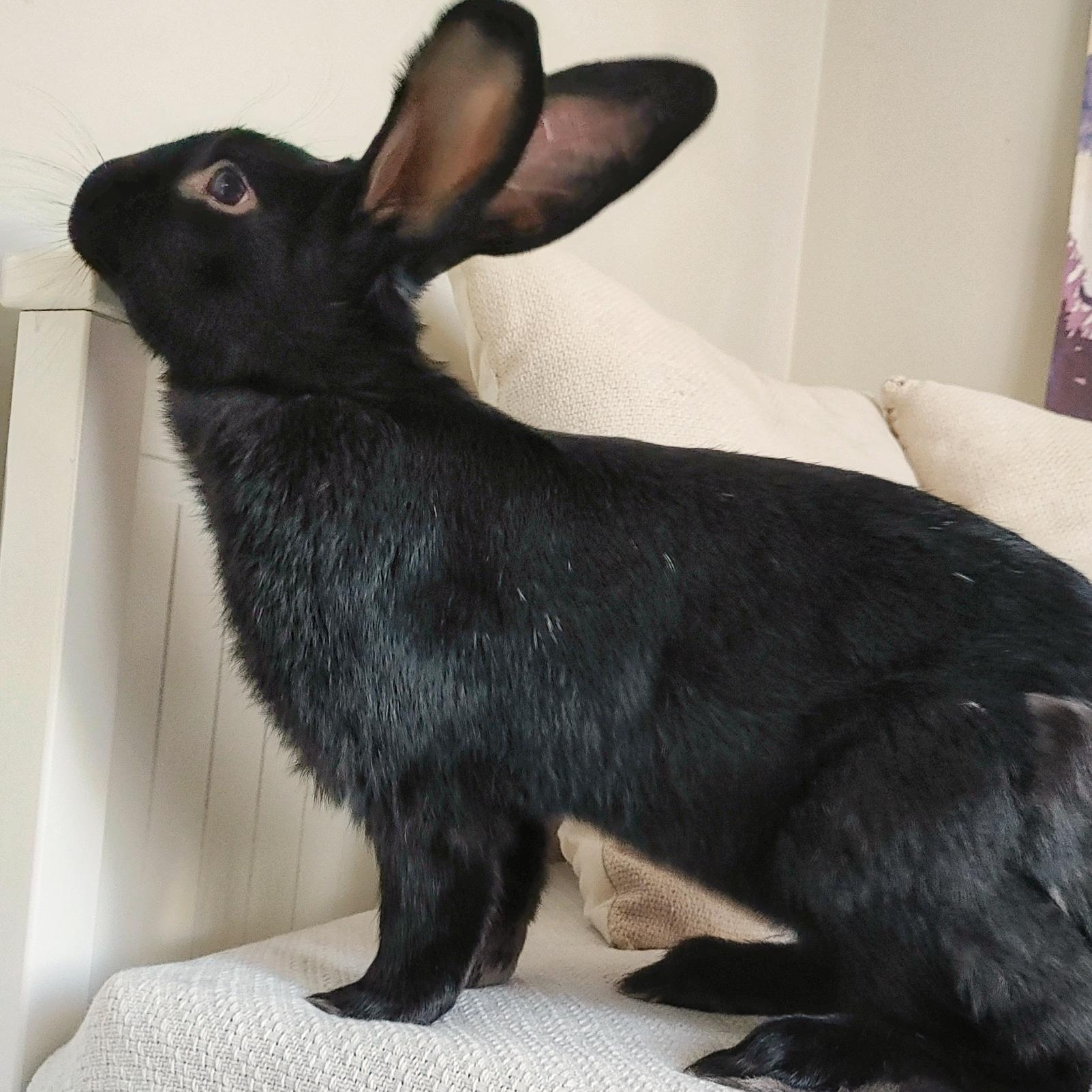 Theodore, a Adoptable Flemish Giant in Cambridge, ON image 4/6