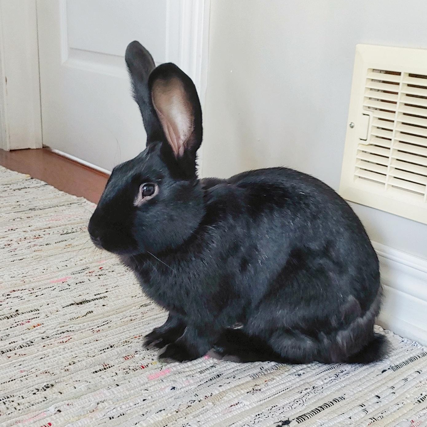 Theodore, a Adoptable Flemish Giant in Cambridge, ON image 5/6
