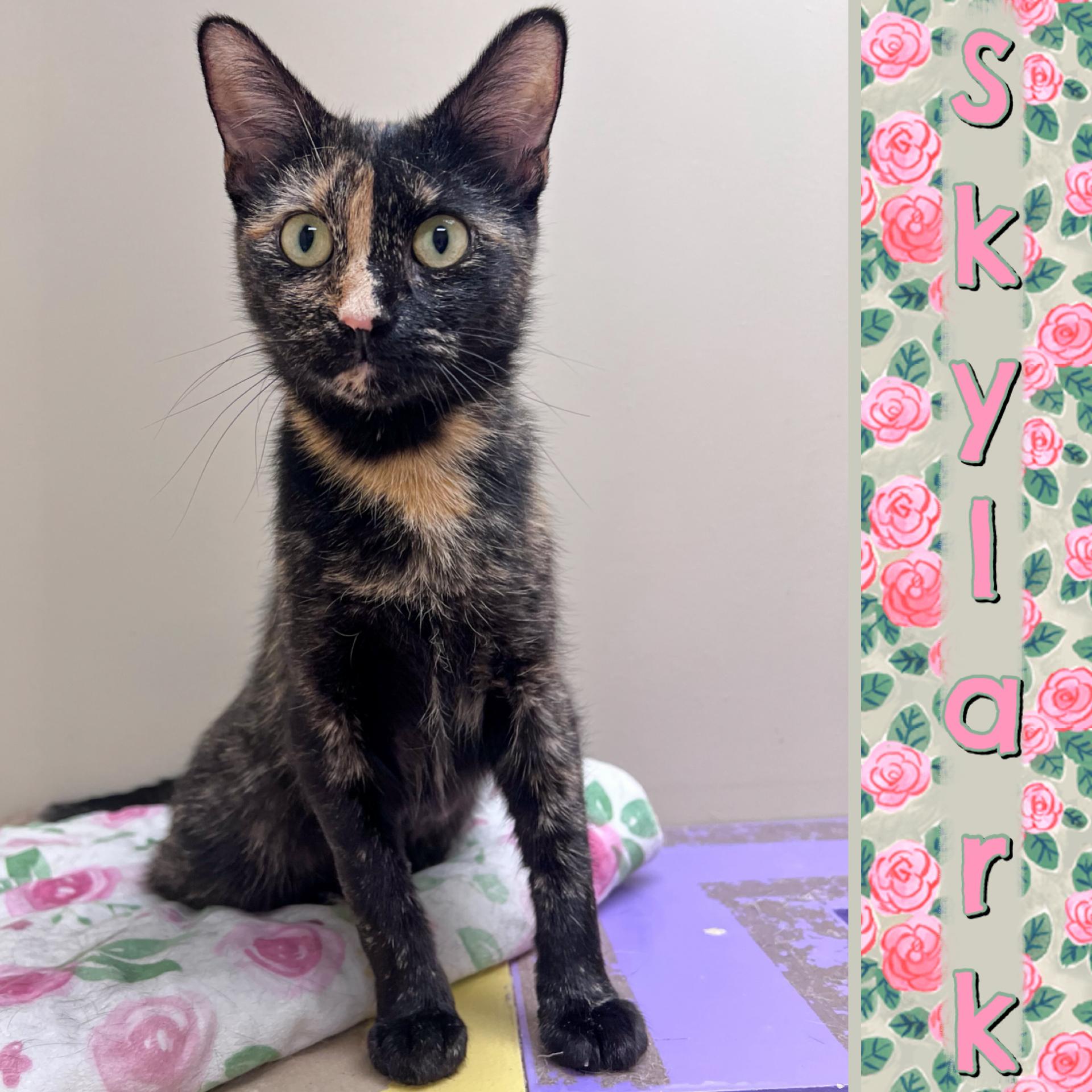 Skylark, adopted, Young Female Domestic Short Hair.