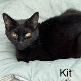 Kit, Adoptable, Senior Female Domestic Short Hair.