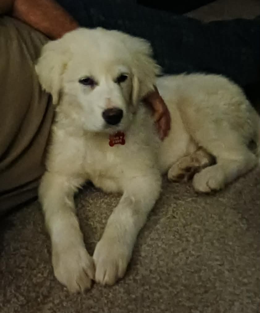Enlarge Val , a ADOPTABLE Great Pyrenees in Kiowa, OK image 3/6