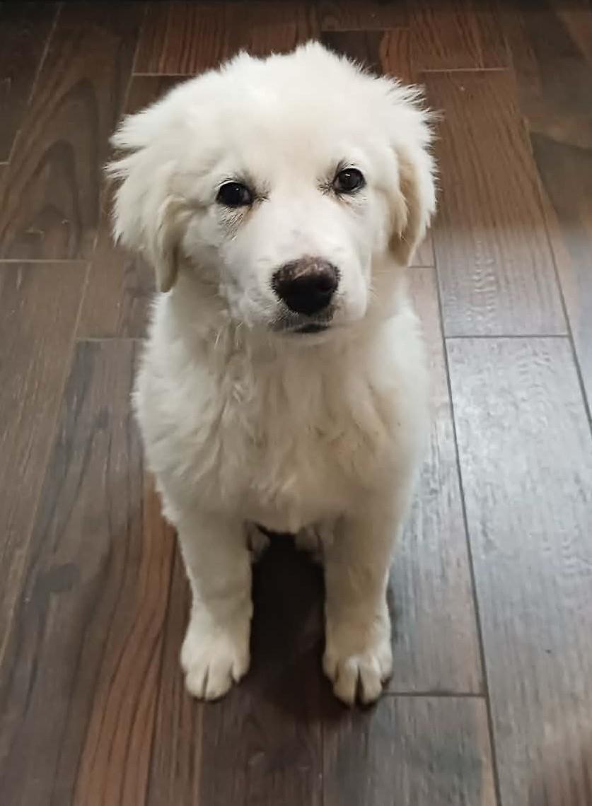 Val , ADOPTABLE, Puppy Male Great Pyrenees.