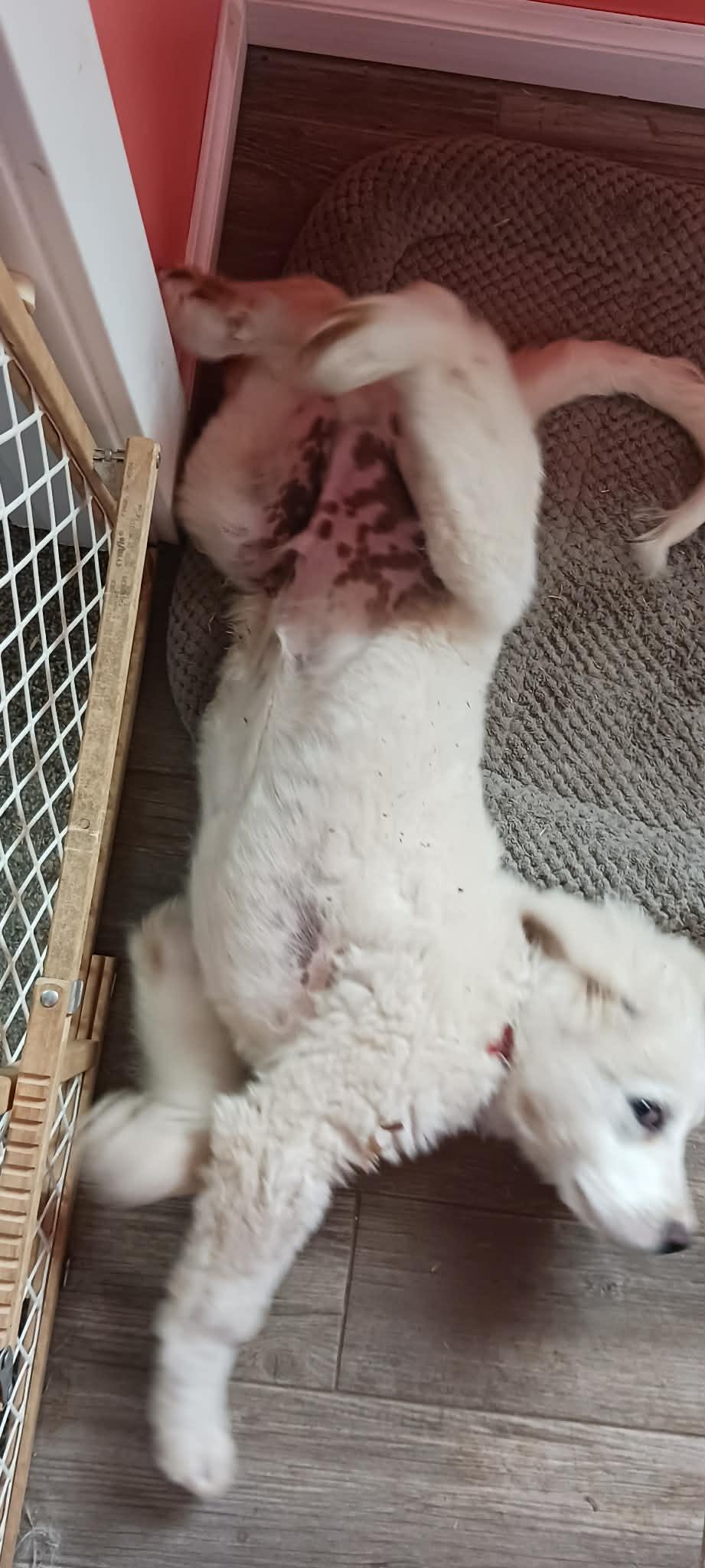 Enlarge Val , a ADOPTABLE Great Pyrenees in Kiowa, OK image 6/6