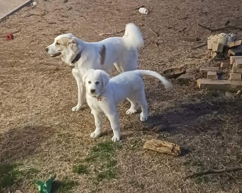 Enlarge Val , a ADOPTABLE Great Pyrenees in Kiowa, OK image 2/6