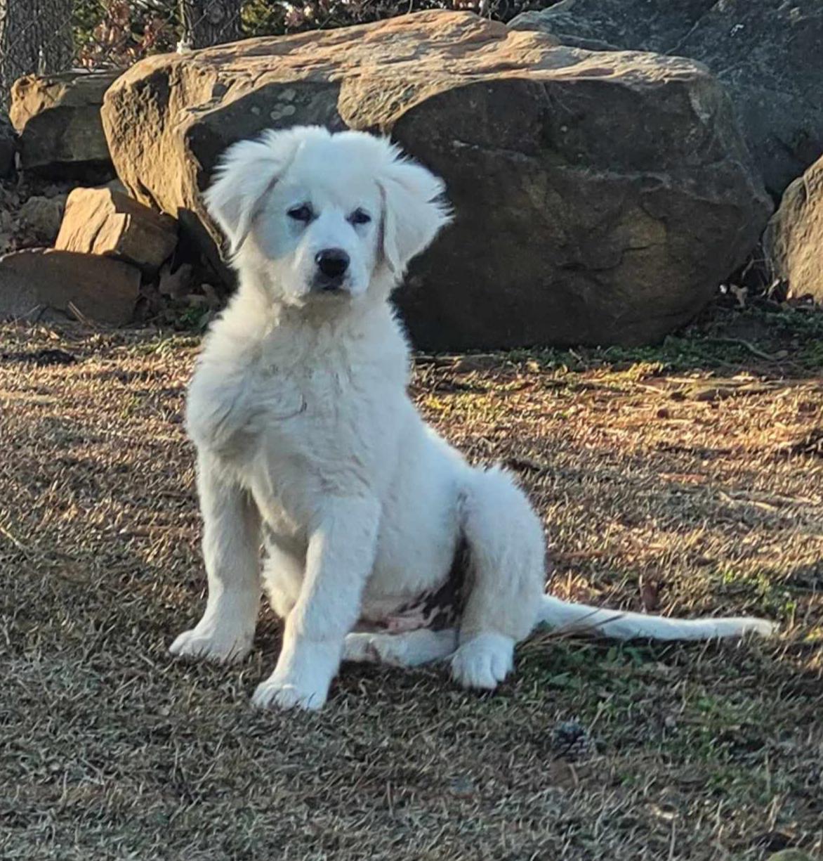 Enlarge Val , a ADOPTABLE Great Pyrenees in Kiowa, OK image 4/6