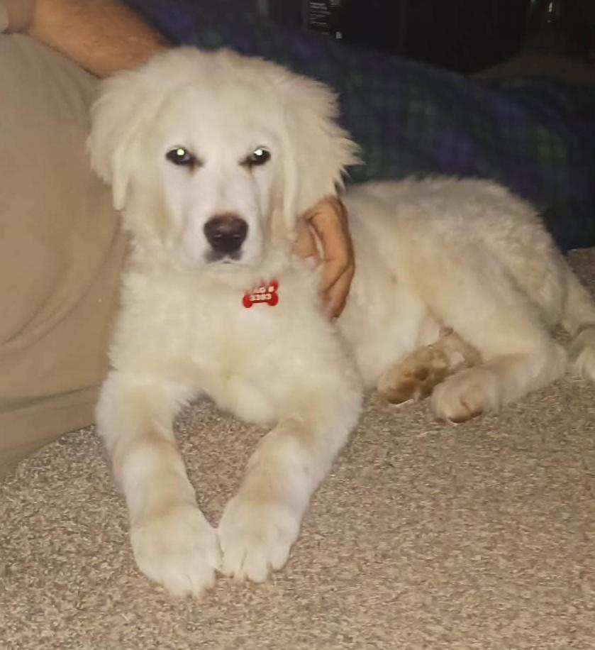 Enlarge Val , a ADOPTABLE Great Pyrenees in Kiowa, OK image 5/6