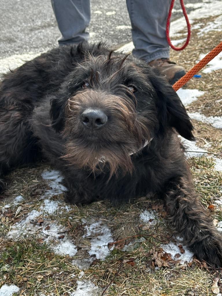 Enlarge Hazel, a Adopted mixed breed in Peru, NY image 1/1