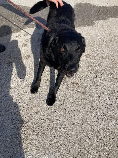 Gerald, Adoptable, Adult Male German Shepherd Dog & Labrador Retriever.
