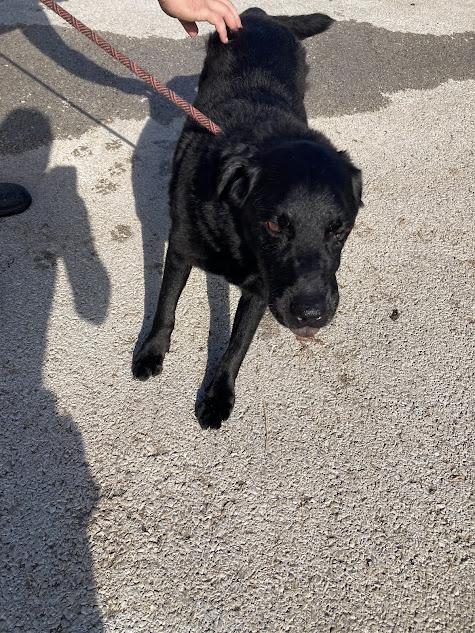 Gerald, an adoptable German Shepherd Dog, Labrador Retriever in Hopkinsville, KY, 42240 | Photo Image 2