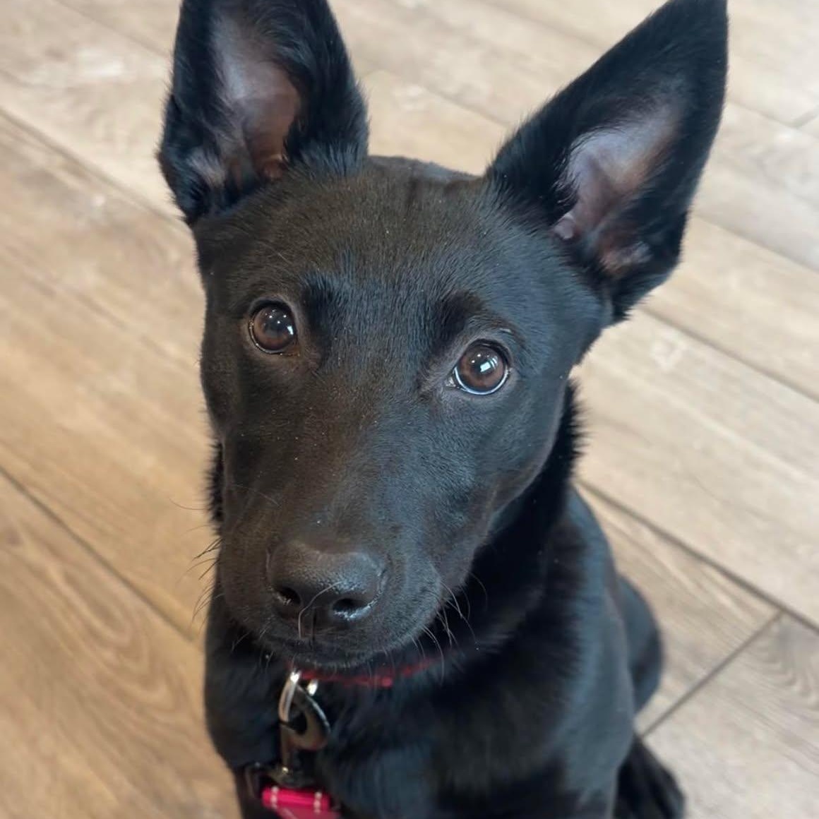 Macie, ADOPTABLE, Puppy Female Australian Cattle Dog / Blue Heeler.