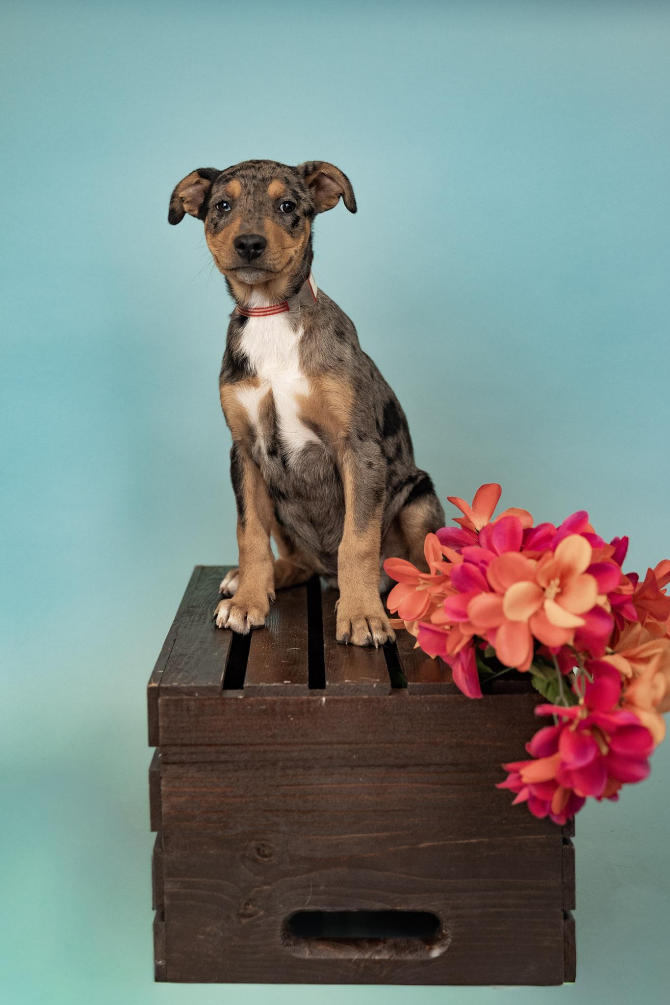 590-26, ADOPTABLE, Puppy Female Shepherd.