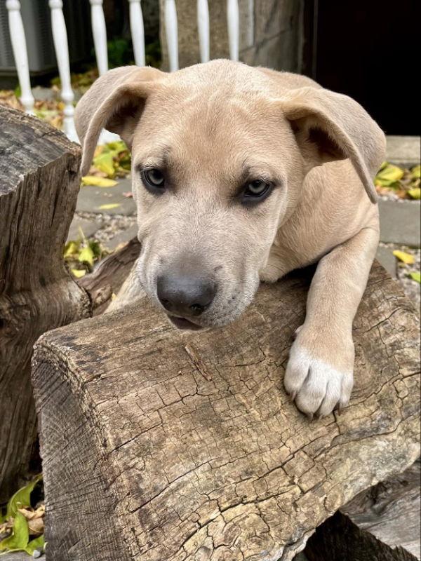 Bradford - The Rookies, Adoptable, Puppy Male Husky & Shepherd.