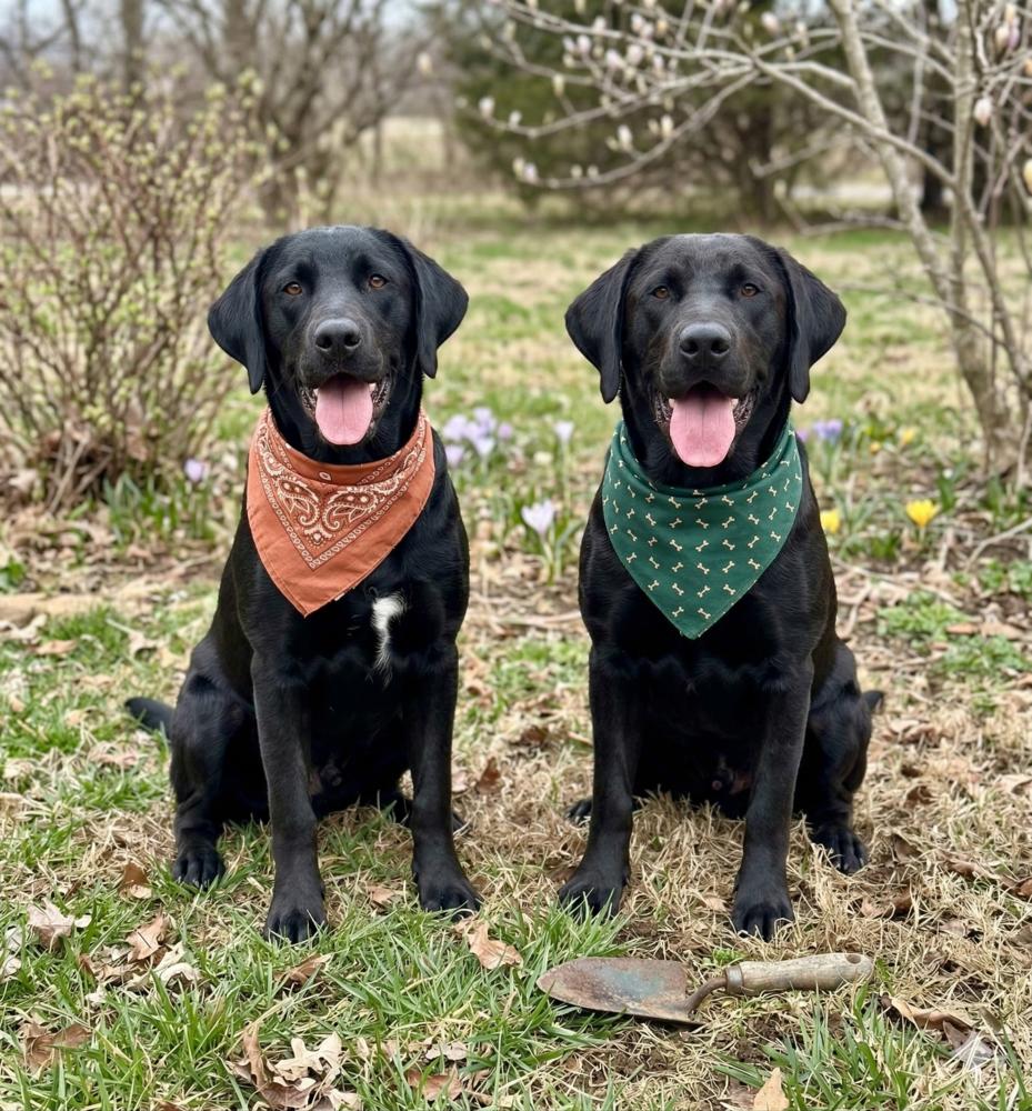Enlarge Benny & Jett- Bonded, a Adoptable Labrador Retriever in Crown Point, IN image 4/5