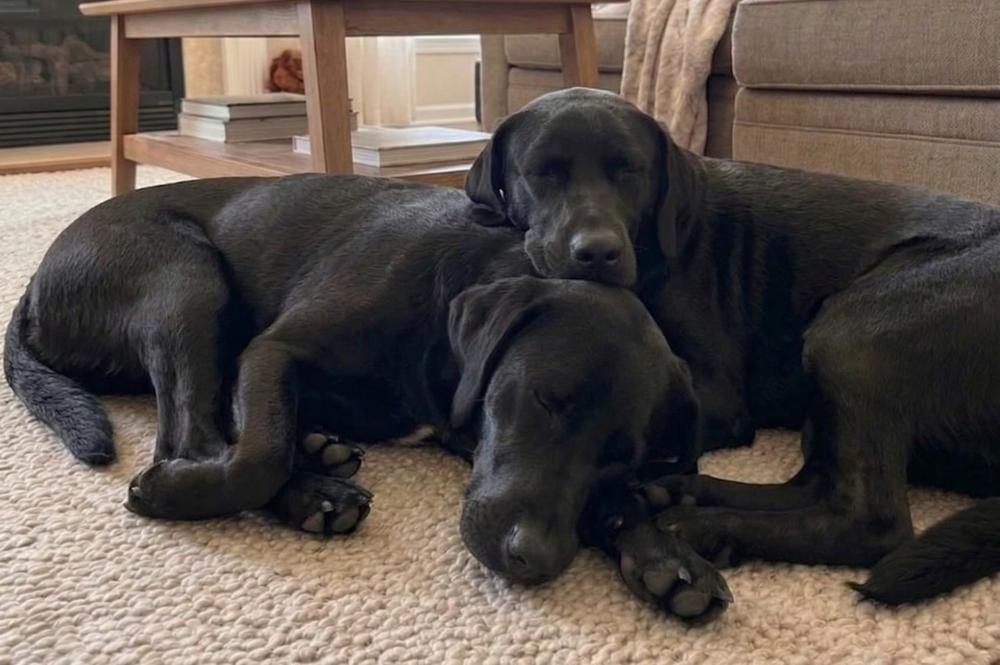 Enlarge Benny & Jett- Bonded, a Adoptable Labrador Retriever in Crown Point, IN image 2/5
