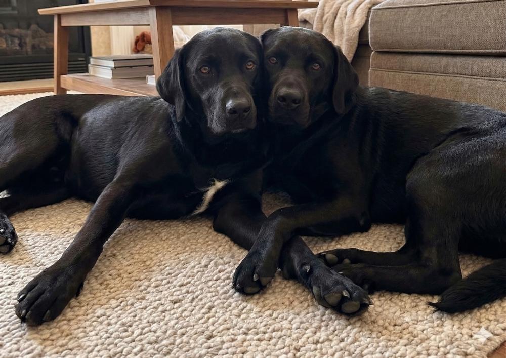 Enlarge Benny & Jett- Bonded, a Adoptable Labrador Retriever in Crown Point, IN image 1/5
