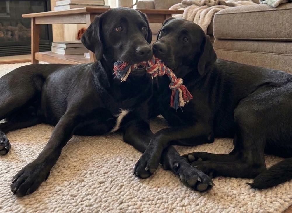 Enlarge Benny & Jett- Bonded, a Adoptable Labrador Retriever in Crown Point, IN image 5/5