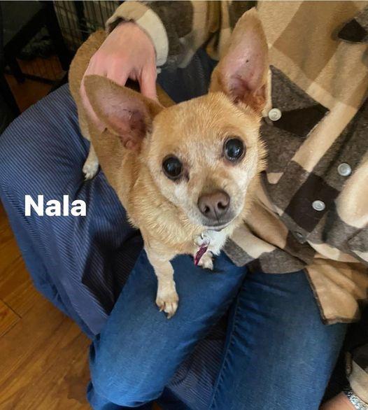 Enlarge Nala, a Adopted Chihuahua in Westminster, MD image 1/2