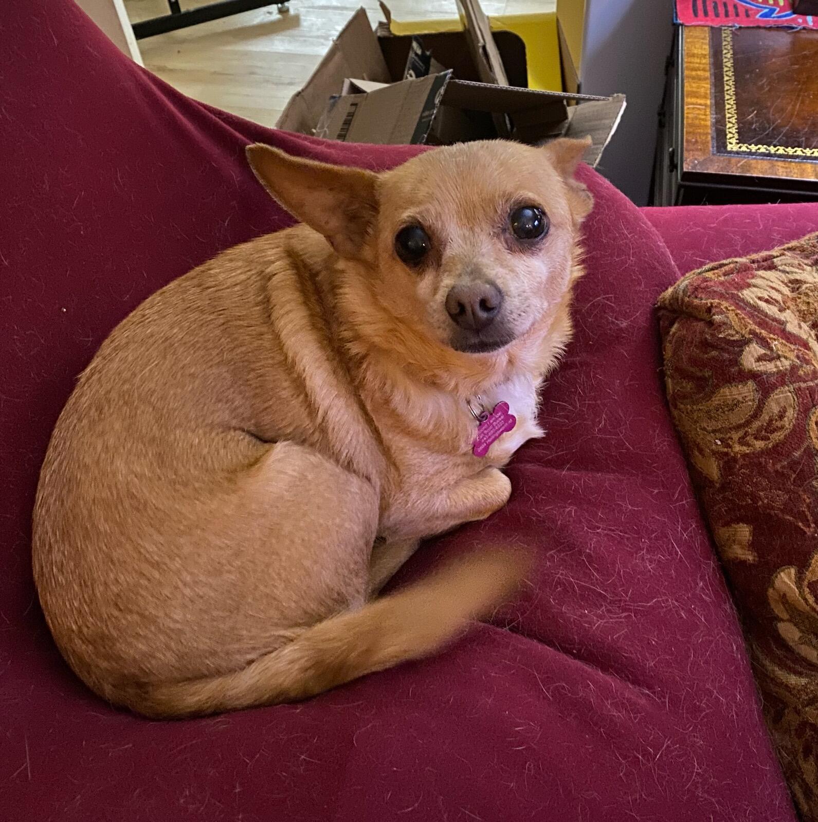 Enlarge Nala, a Adopted Chihuahua in Westminster, MD image 2/2