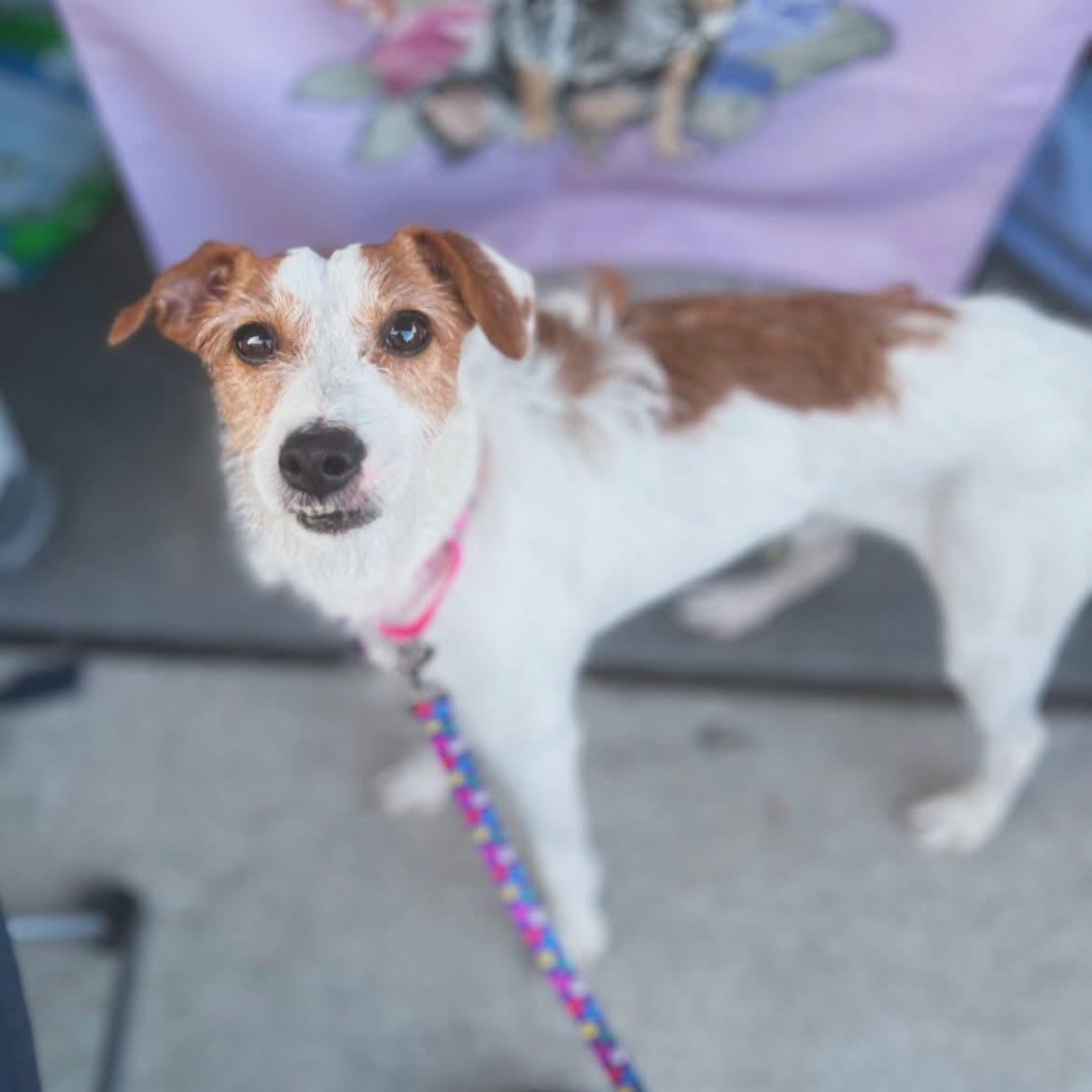 Enlarge Toby, a ADOPTABLE Parson Russell Terrier in West Falls, NY image 3/3