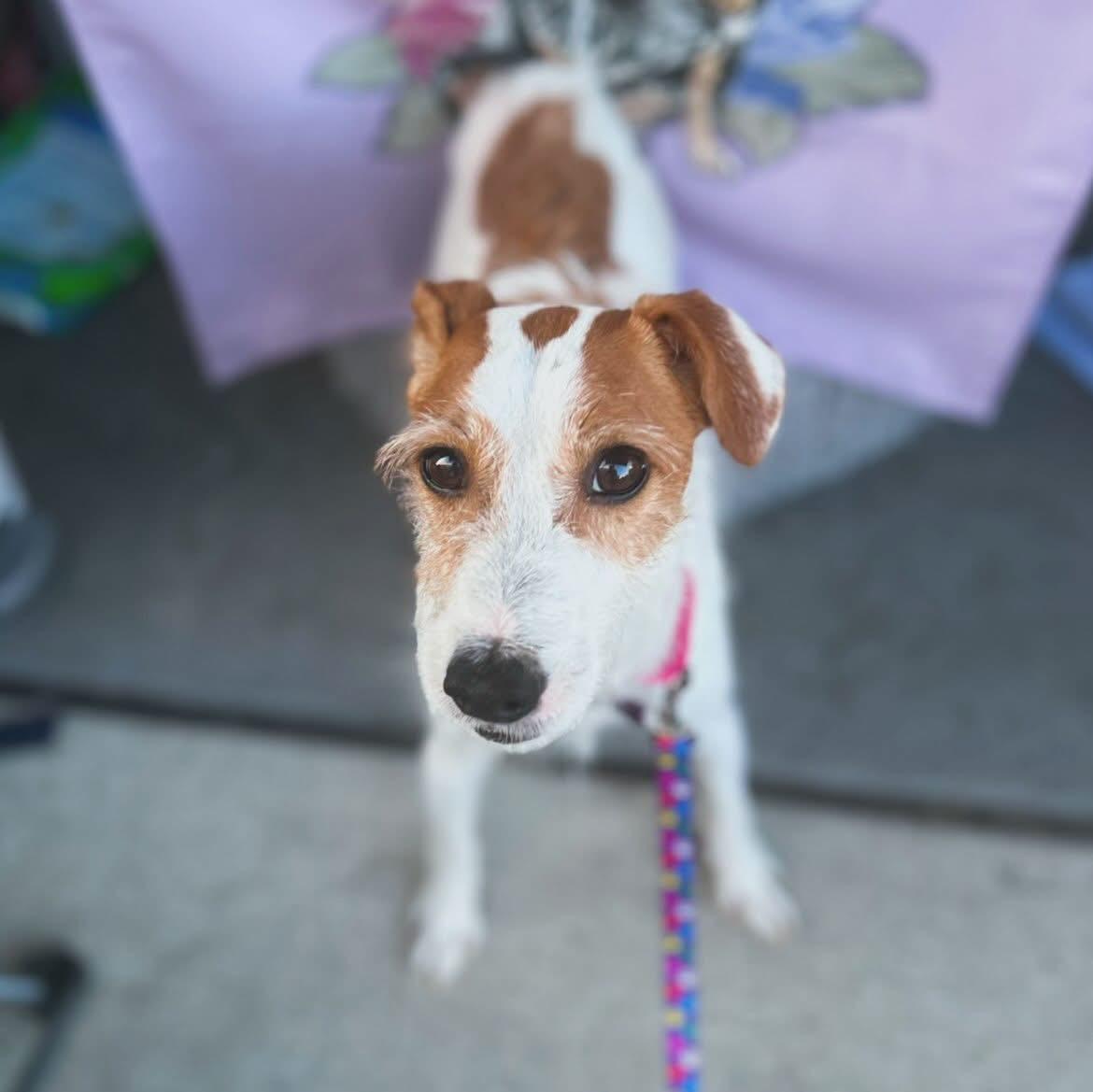 Toby, ADOPTABLE, Adult Male Parson Russell Terrier.