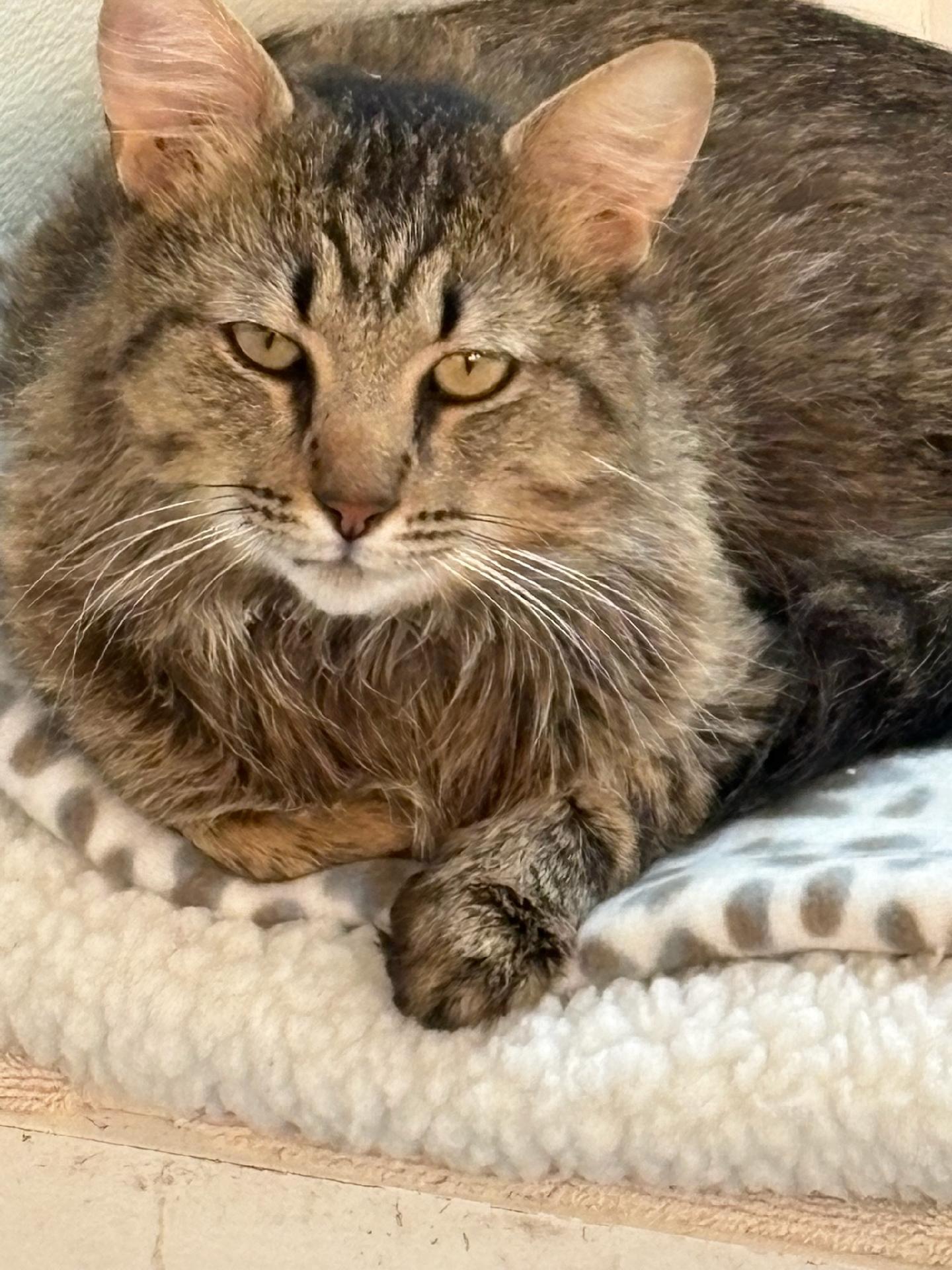 Enlarge Syd, a ADOPTABLE mixed breed in Fincastle, VA image 1/1