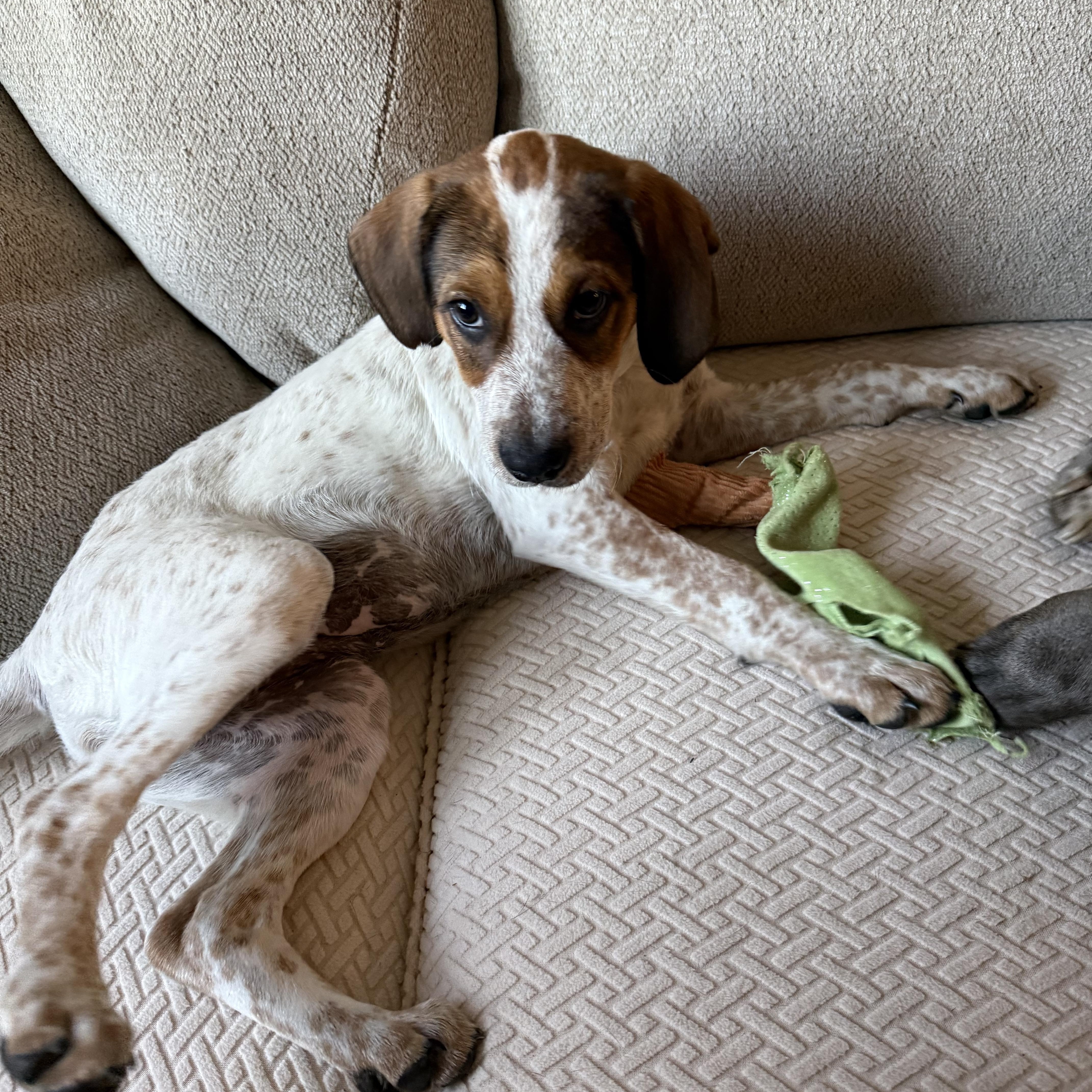 DIXIE, an adopted mixed breed in Dumont, NJ image 3/6